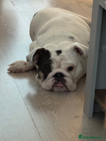 English Bulldog dogs Winnie - Advert 1