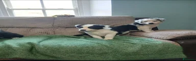Mixed Breed 3