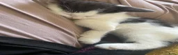 Domestic Shorthair cats for sale: Four kittens needing a home - Advert 11