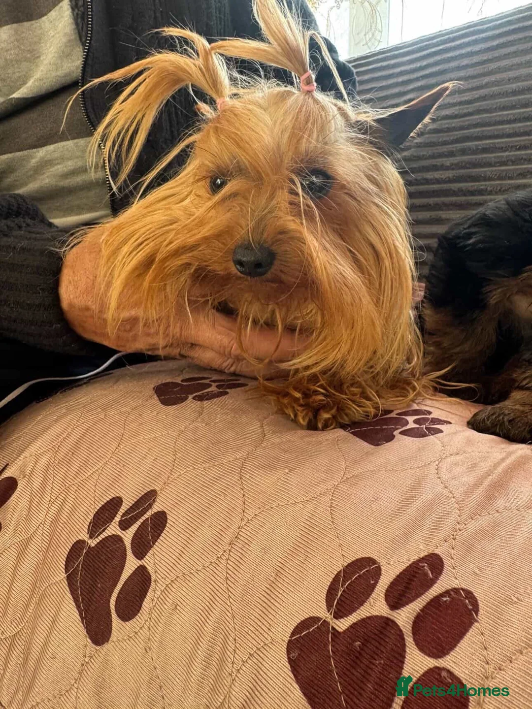 Yorkshire Terrier dogs for sale: Gorgeous mini yorkie girl - Advert 4