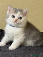 British Shorthair cats - Advert 7