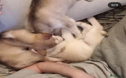 Siberian Husky dogs for sale: Siberian huskies  - Image 3