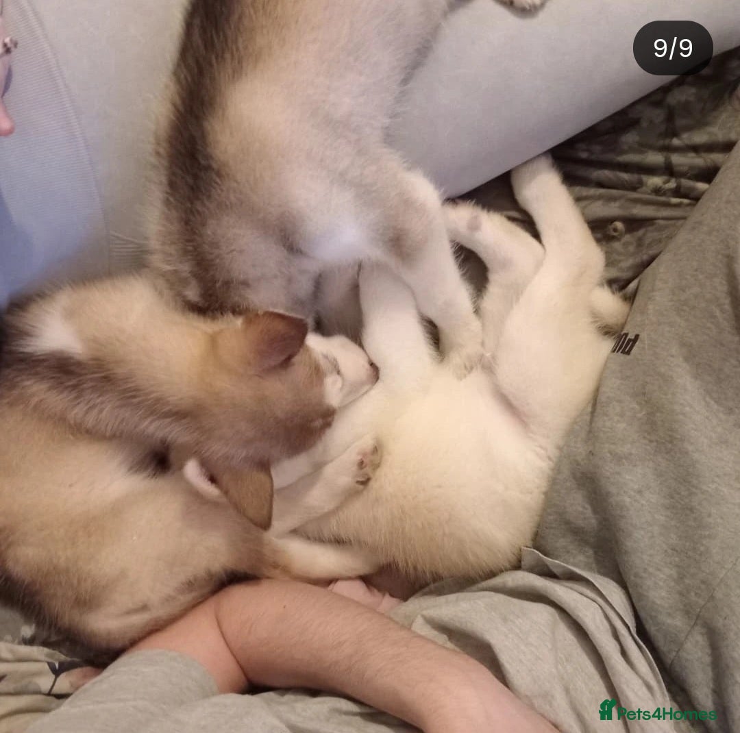 Siberian Husky dogs for sale: Siberian huskies  - Image 3