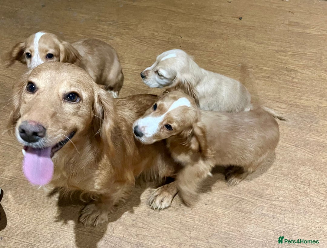 Cocker Spaniel dogs for sale: Beautiful Show Type Puppies - Advert 2