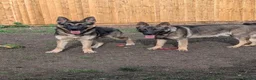 German Shepherd dogs for sale: Two handsome brother  - Advert 4