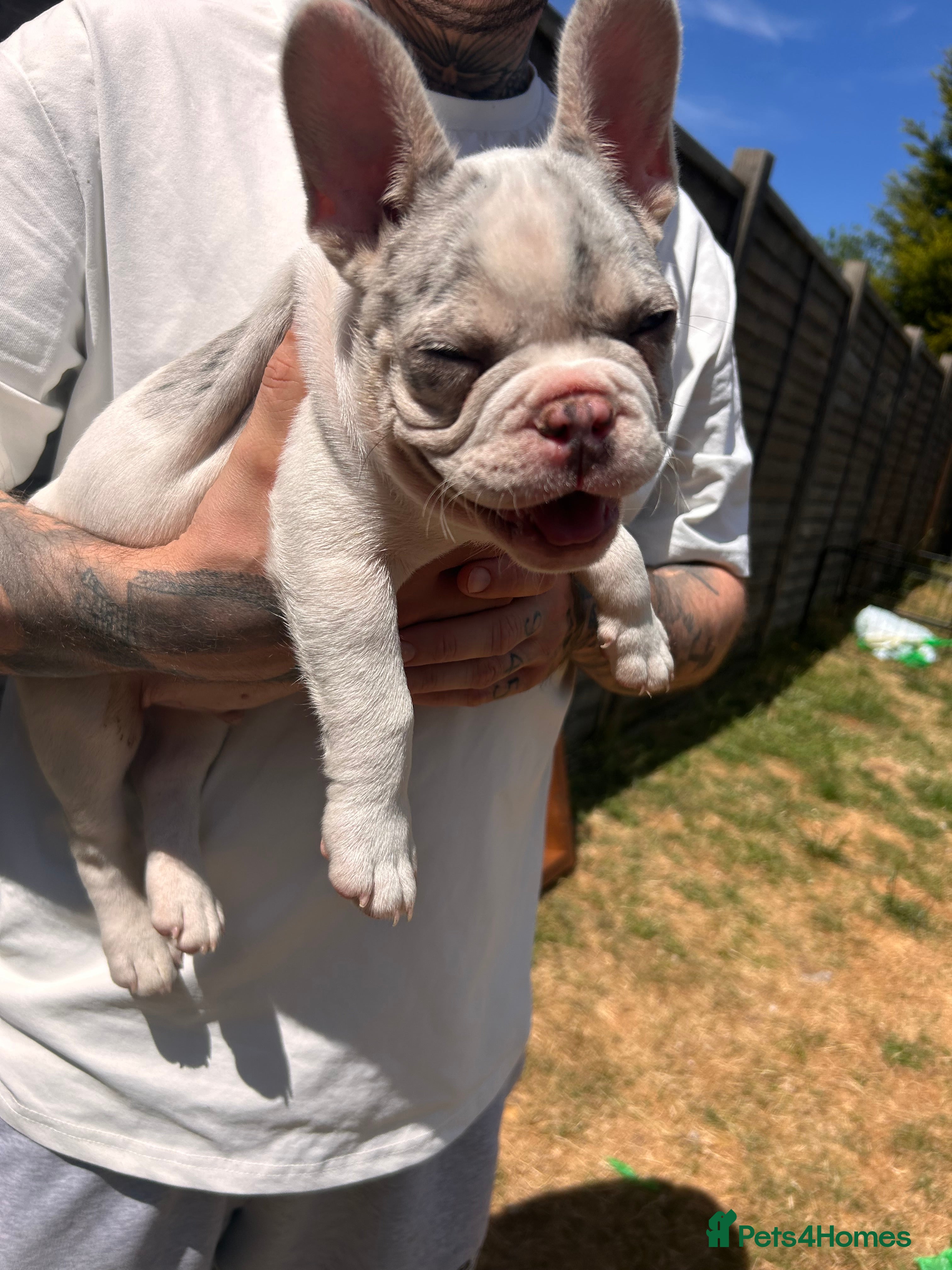 French Bulldog dogs for sale: DWKC French bulldog puppies  - Advert 8
