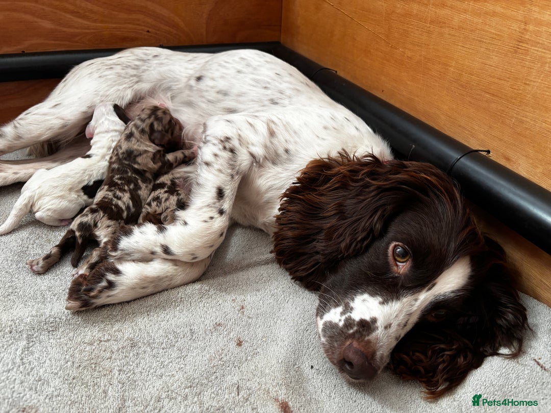 Sproodle dogs for sale: 🐾 Premium Sproodles - Merles & Stunning Parti 🐾 - Advert 2