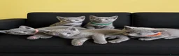 Russian Blue cats for sale: TICA REGISTERED Pure Breed Russian Blue Kittens - Advert 1