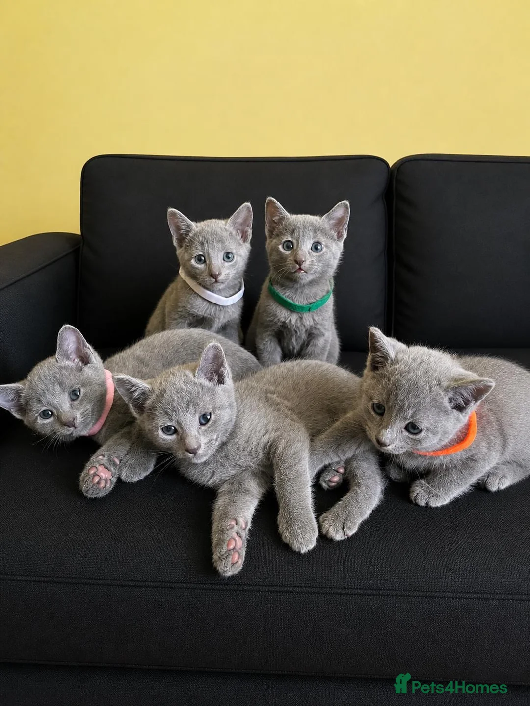 Russian Blue cats for sale: TICA REGISTERED Pure Breed Russian Blue Kittens - Advert 1