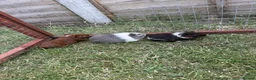 Guinea Pig rodents for sale: Gorgeous female baby guinea pigs! in Tamworth - Advert 6
