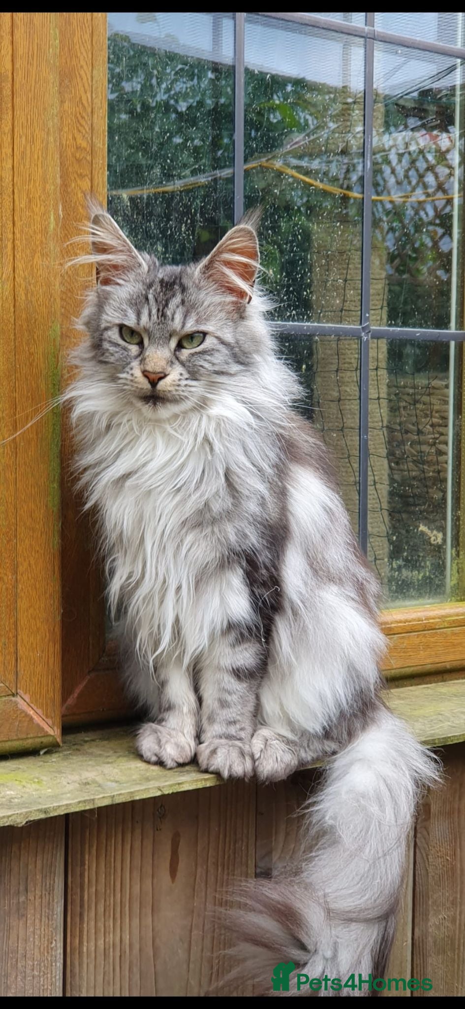 Maine Coon cats 3 year old Silver Classic Tabby Main Coon - Advert 3