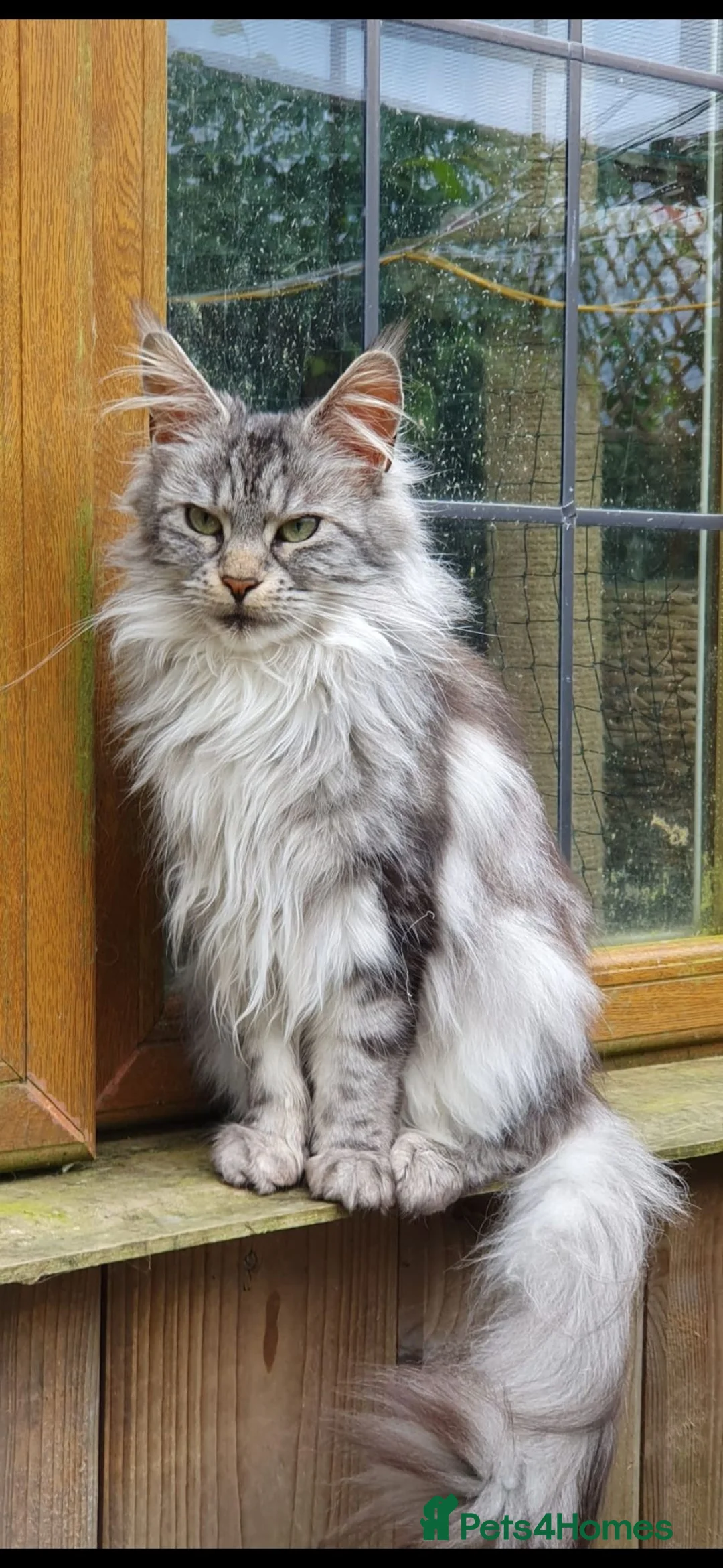 Maine Coon cats for sale: 3 year old Silver Classic Tabby Main Coon - Advert 1