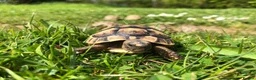 Tortoise reptiles for sale: Spur Thigh Baby Tortoises  - Advert 3