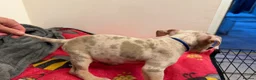 American Bully dogs for sale: American pocket bully puppies for sale 🐾 - Advert 8