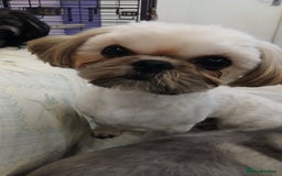 Shih Tzu dogs for sale: 2 x male ShihTzu pups not ready yet - Image 6