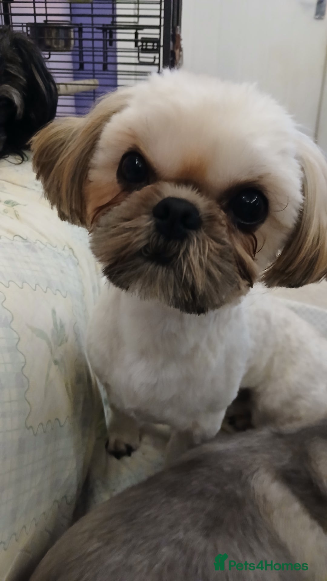Shih Tzu dogs for sale: 2 x male ShihTzu pups not ready yet - Image 6