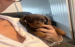 Miniature Dachshund dogs for sale: Mini dashounds for sale  - Image 2