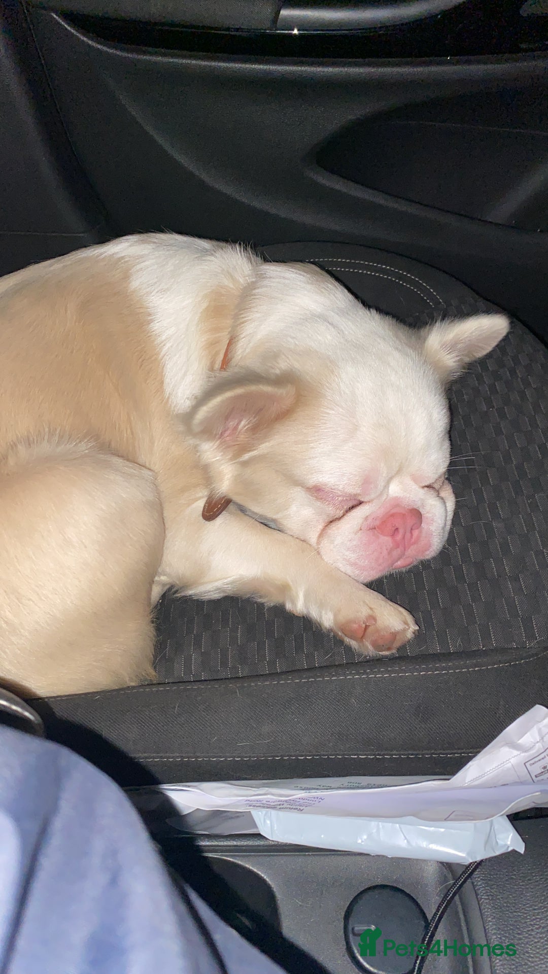 French Bulldog dogs for stud: 🔥 VISUAL PINK VISUAL FLUFFY STUD 🔥  - Advert 5