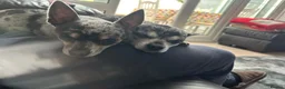 Chihuahua dogs for stud: merle chihuahua for stud in Manchester - Advert 2