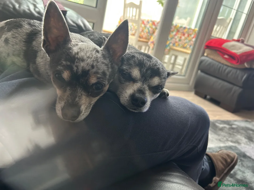 Chihuahua dogs for stud: merle chihuahua for stud in Manchester - Advert 2