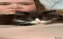 Brazilian Shorthair cats for sale:  14 week 5 day boy  - Image 8