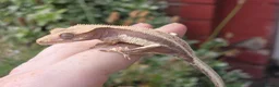 Gecko reptiles for sale: Various crested geckos - Advert 10