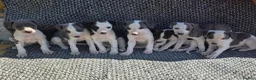 Whippet dogs for sale: Whippet puppies  in Tonbridge - Advert 2
