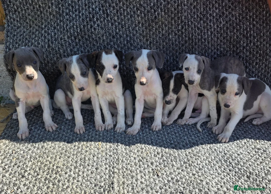 Whippet dogs for sale: Whippet puppies  in Tonbridge - Advert 2