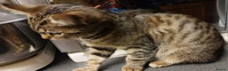 Bengal cats for sale: Cute mixed bangle kittens  - Advert 12