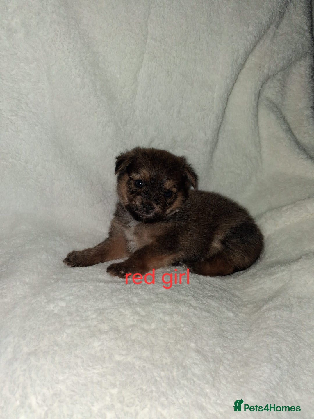 Mixed Breed dogs for sale: Yorkshire Terrier x Pomeranian Puppys - Advert 11
