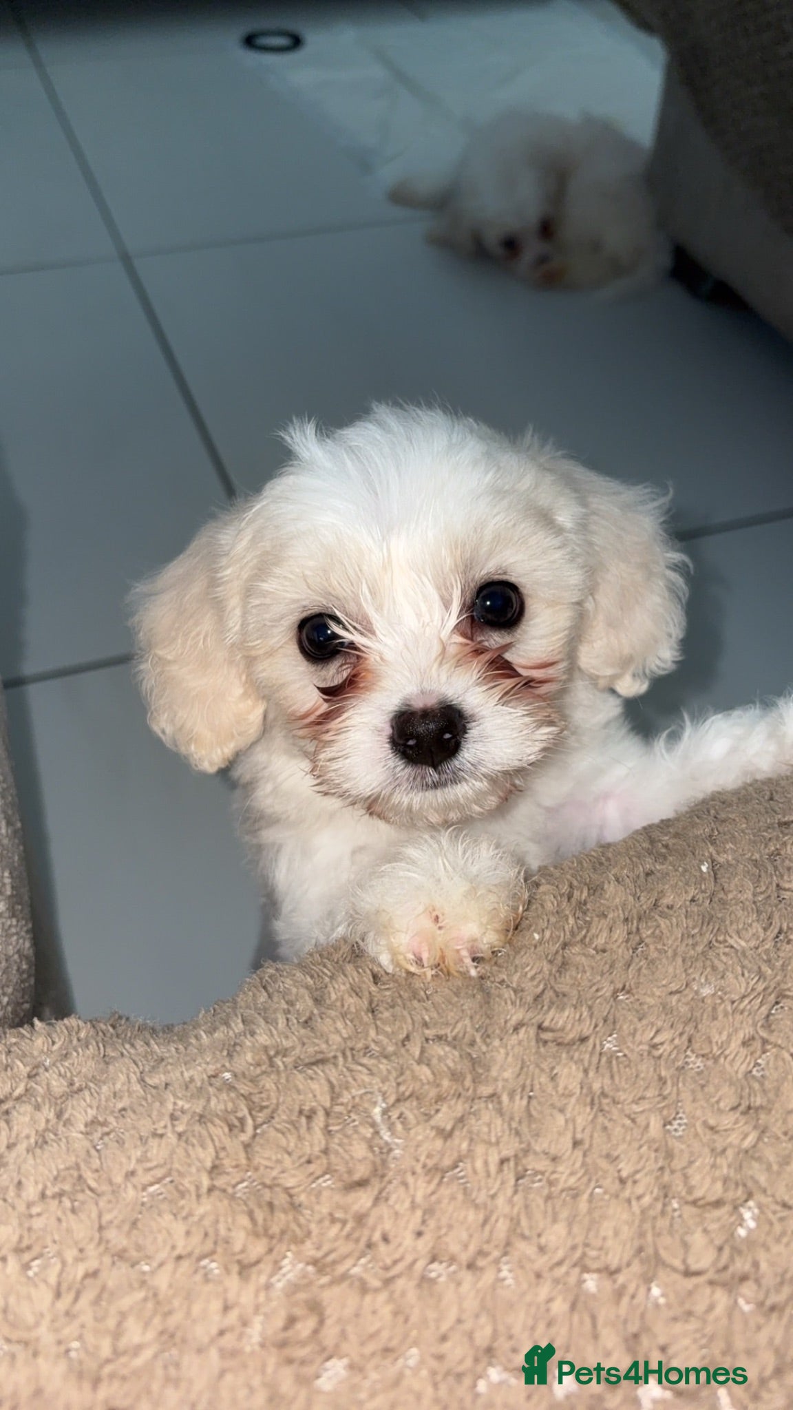 Mixed Breed dogs Bichon Frise Maltese  - Advert 16