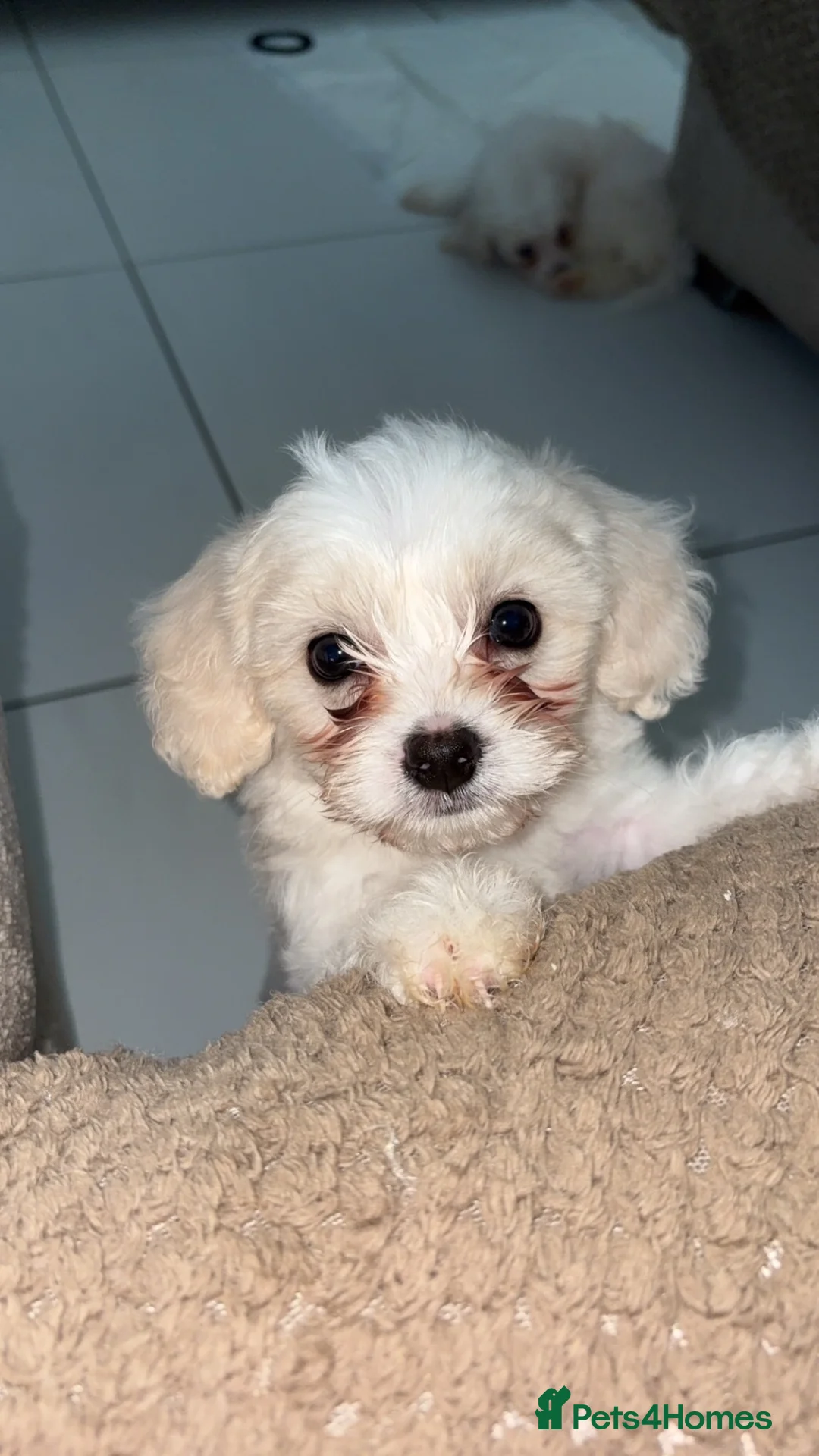 Mixed Breed dogs for sale: Maltese Bichon Frise - Advert 1