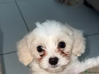 Mixed Breed dogs Bichon Frise Maltese - Advert 16