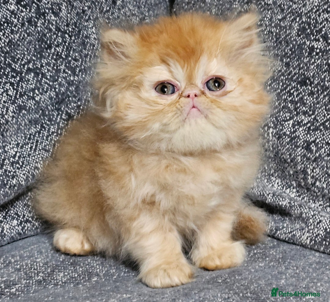 Persian cats for sale: 2 X RED, WHITE MALE PURE PERSIAN KITTENS  - Image 2