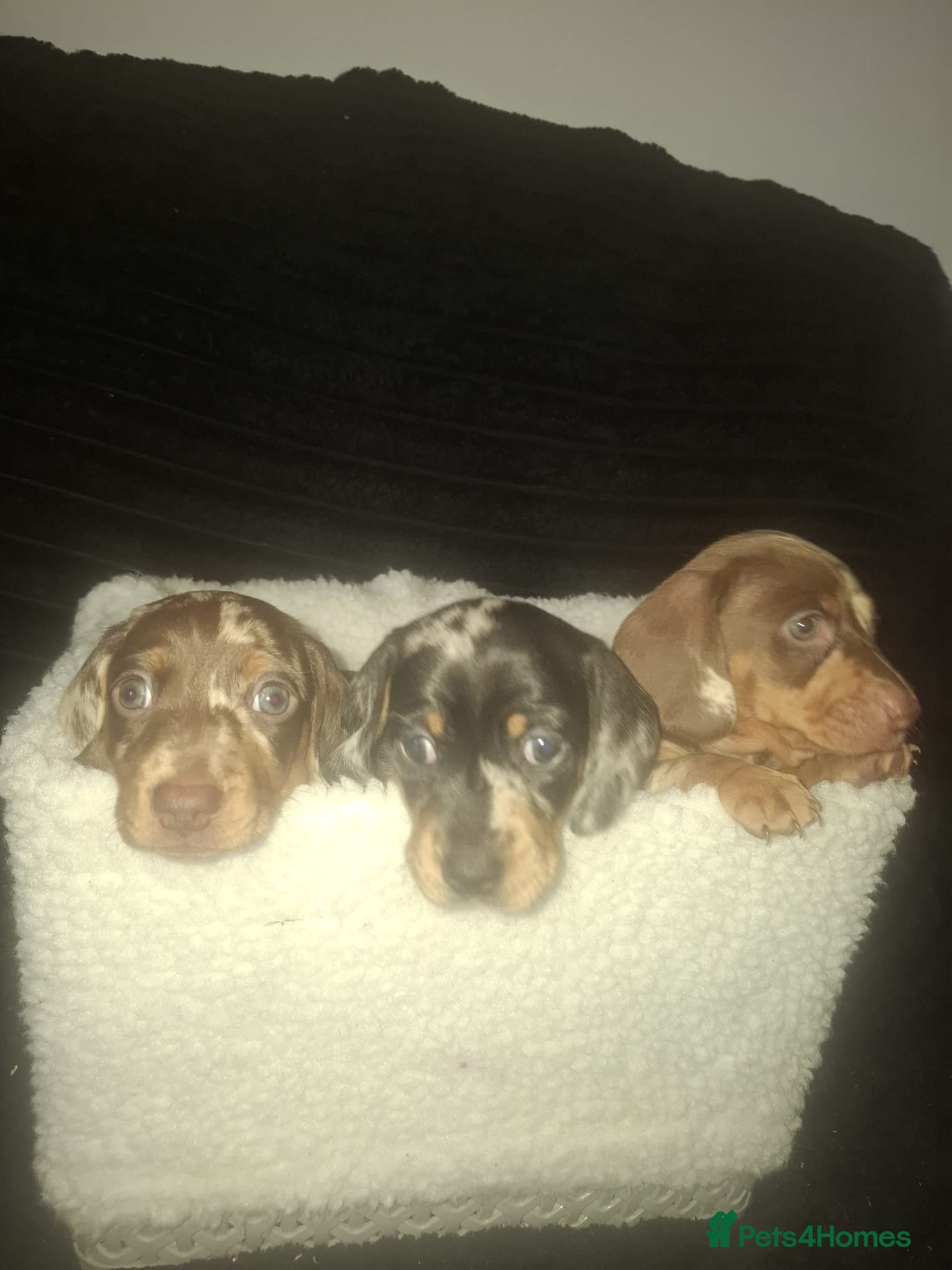 Dachshund dogs for sale: Dachshund puppys - Advert 10