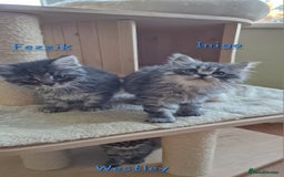 Siberian cats for sale: Siberian kittens GCCF registered, champion lines - Image 13
