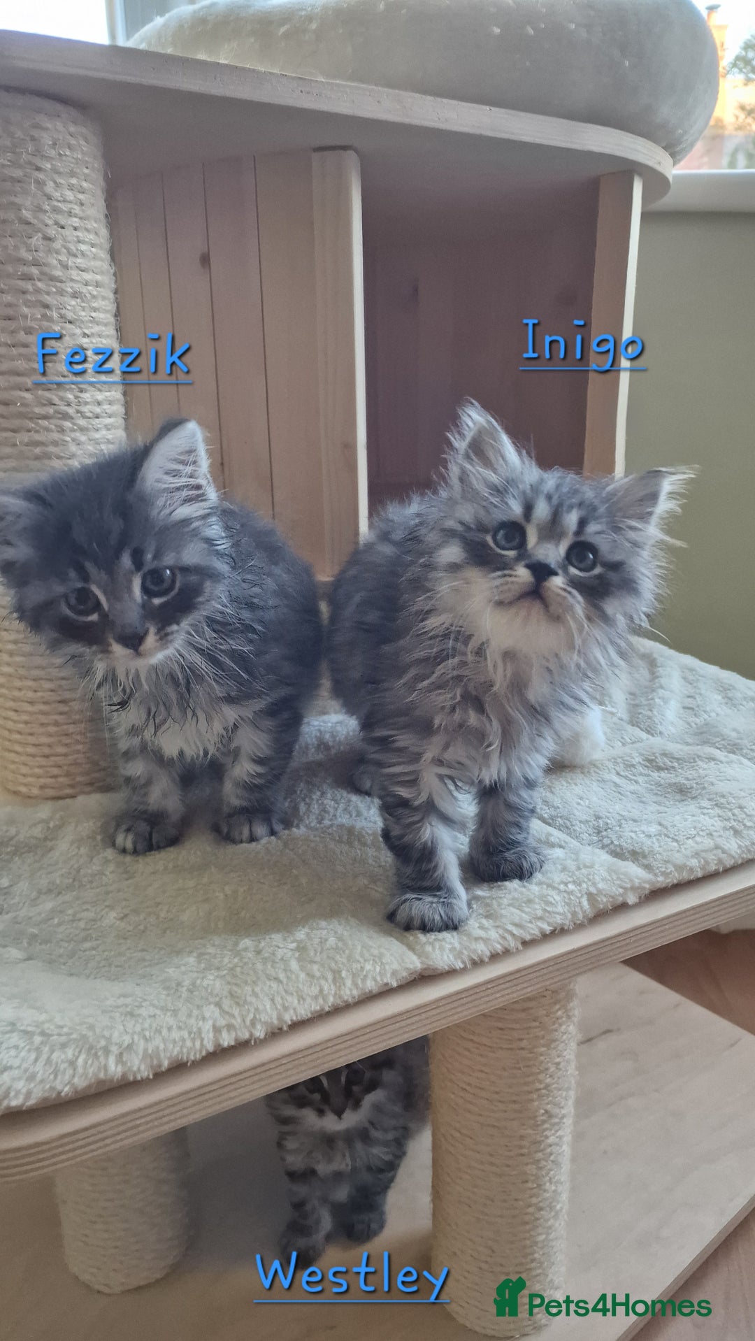 Siberian cats for sale: Siberian kittens GCCF registered, champion lines - Image 13