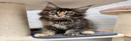 Maine Coon cats for sale: TICA pedigree Stunning Maine coon kittens  - Advert 3