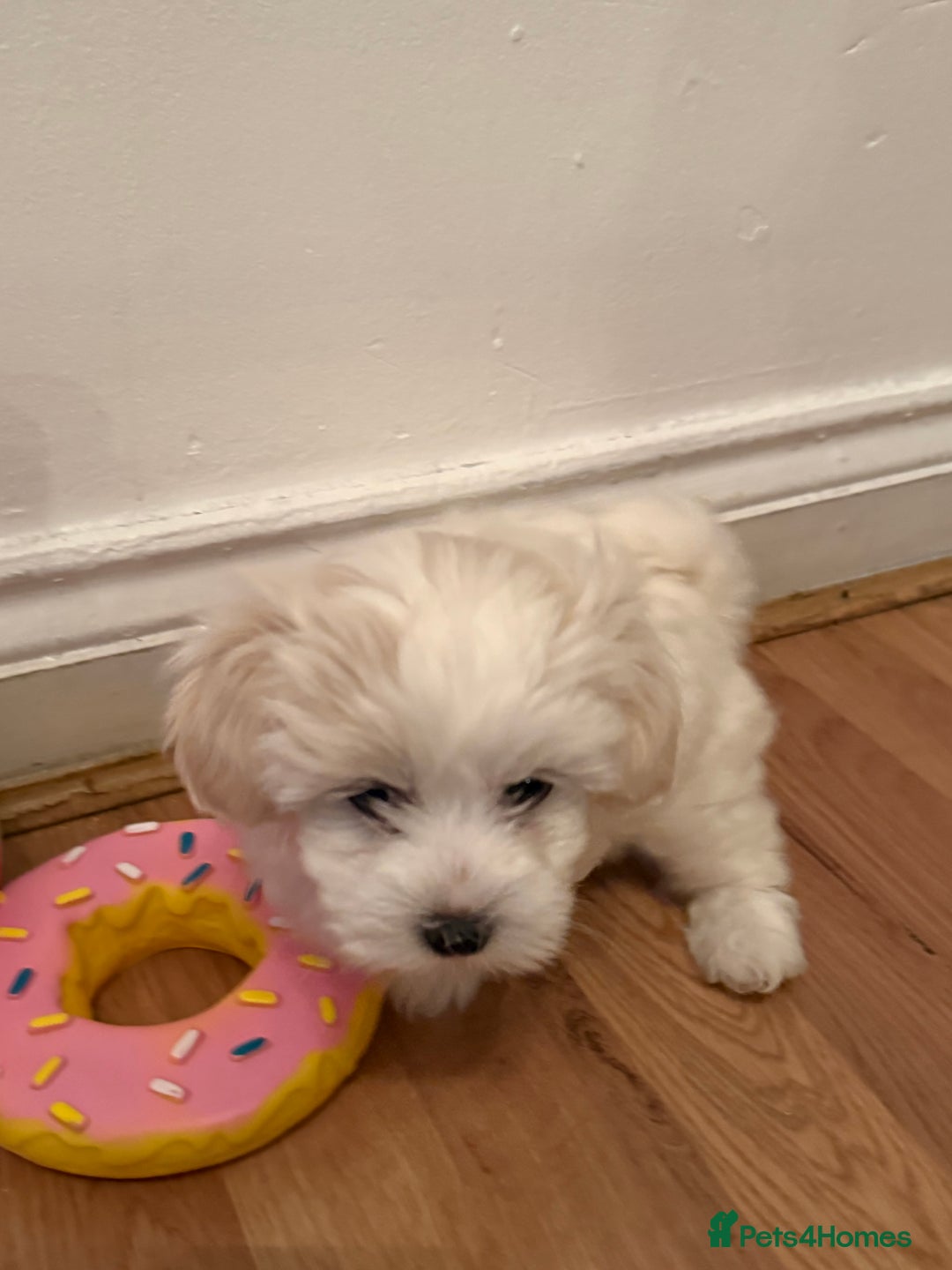 Maltese dogs for sale: pure maltese little girl - Advert 6
