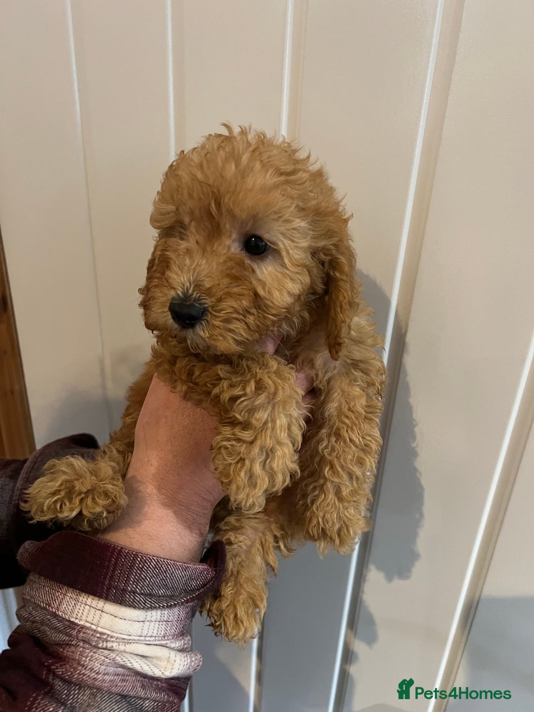Cockapoo dogs for sale: Beautiful F1 Cockapoo puppies - Image 25
