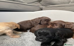 Cockapoo dogs for sale: F1 cockapoo p,r.a clear test - Image 20