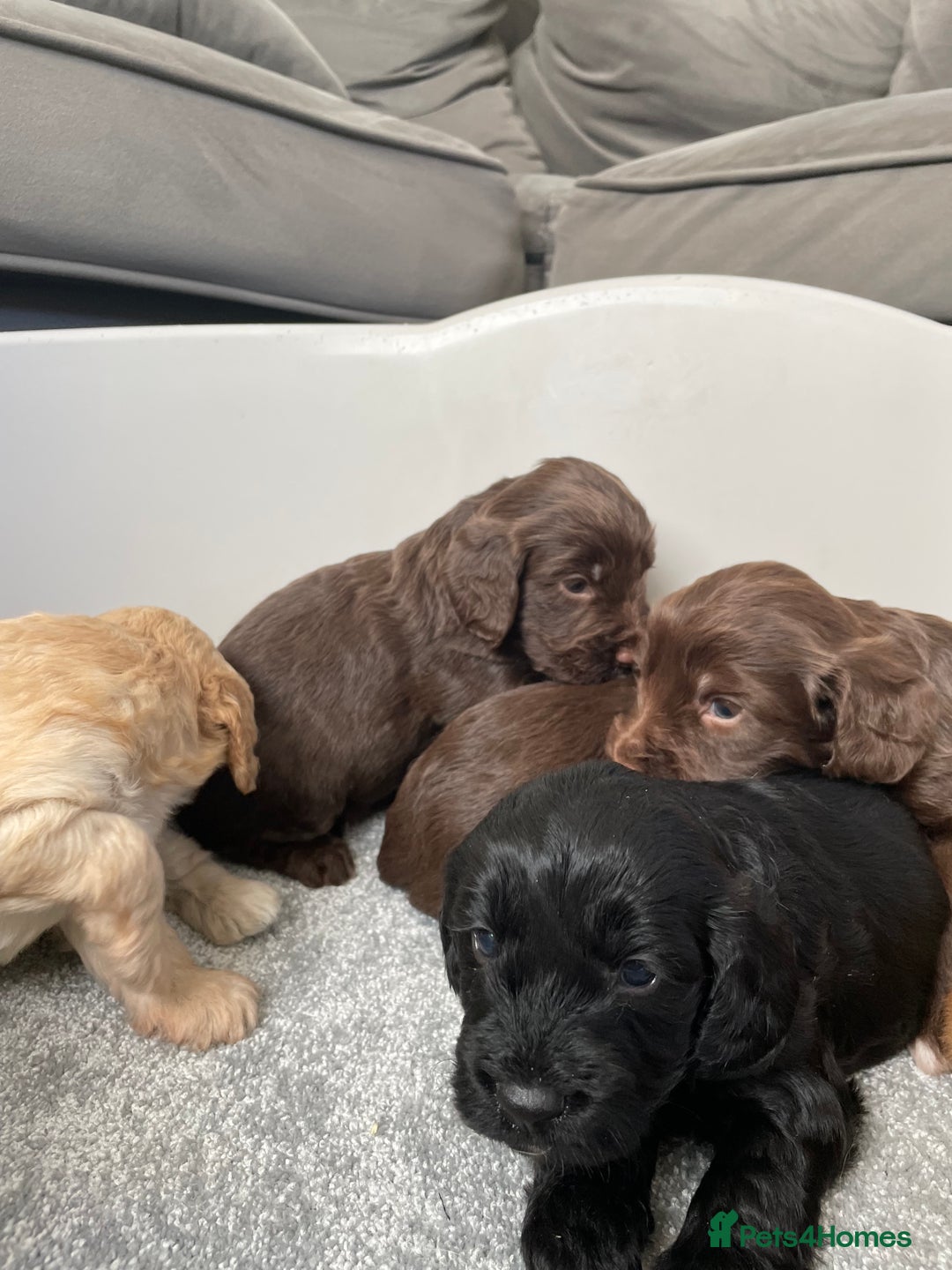Cockapoo dogs for sale: F1 cockapoo p,r.a clear test - Image 20