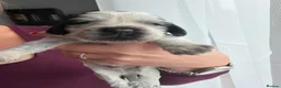 Cocker Spaniel dogs for sale: Show Type Cocker Spaniel Puppies in Nottingham - Advert 5