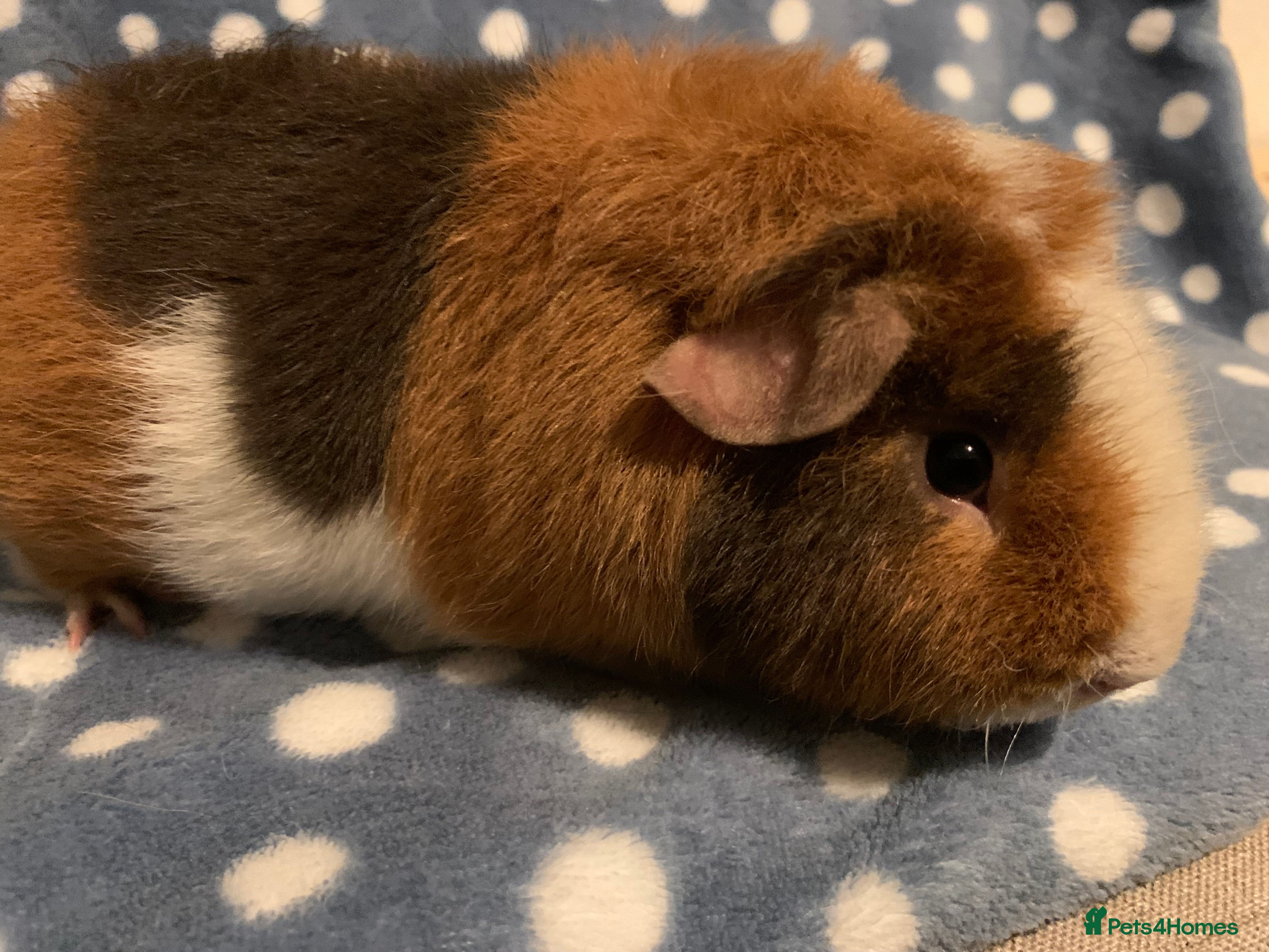 Guinea Pig rodents Stunning purebred teddy Guinea pig boy  - Advert 1