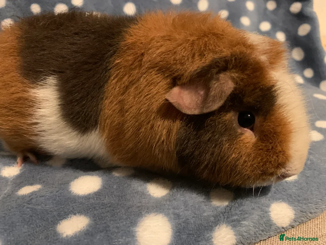 Guinea Pig rodents for sale: Stunning purebred teddy Guinea pig boy  - Advert 1