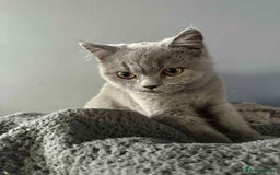 British Shorthair cats for sale: Male and female British shorthair for sale  - Image 3