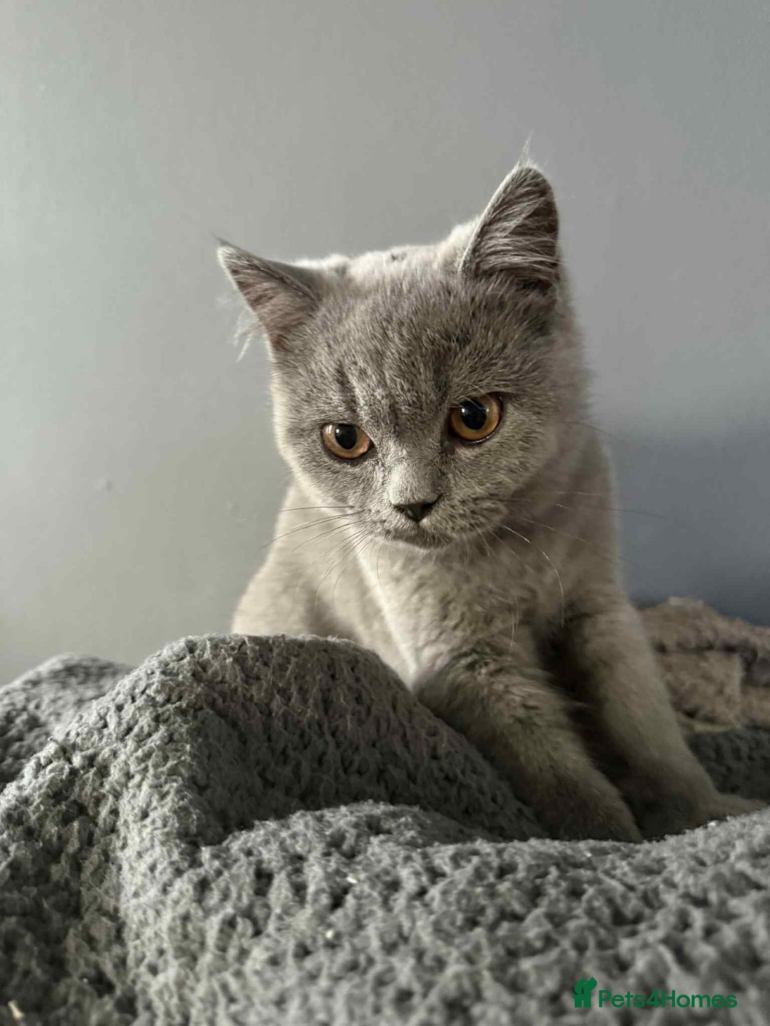 British Shorthair cats for sale: Male and female British shorthair for sale  - Image 3