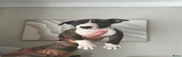 English Bull Terrier dogs for sale: English bull terrier puppies for sale - Advert 4