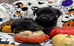 Labrador Retriever dogs for sale: Labrador pups - Image 7