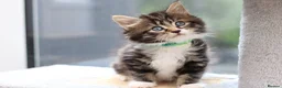 Mixed Breed cats for sale: Tabby Kittens Ready Soon - Advert 21